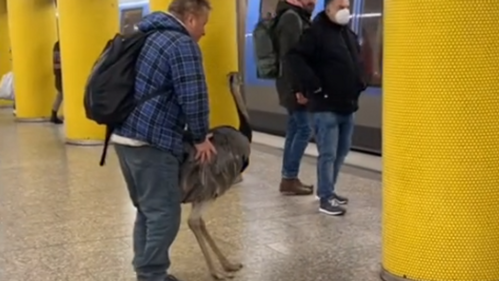 Der Besitzer des Vogels versucht den Nandu in die U-Bahn zu schieben.