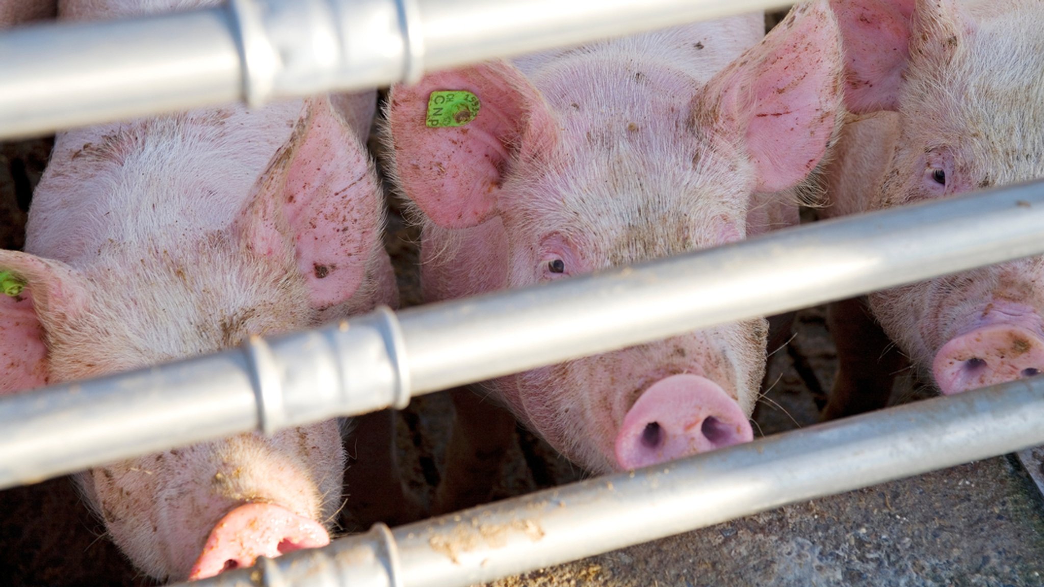 Bauernverband stellt Tierhaltungskennzeichnungspflicht in Frage