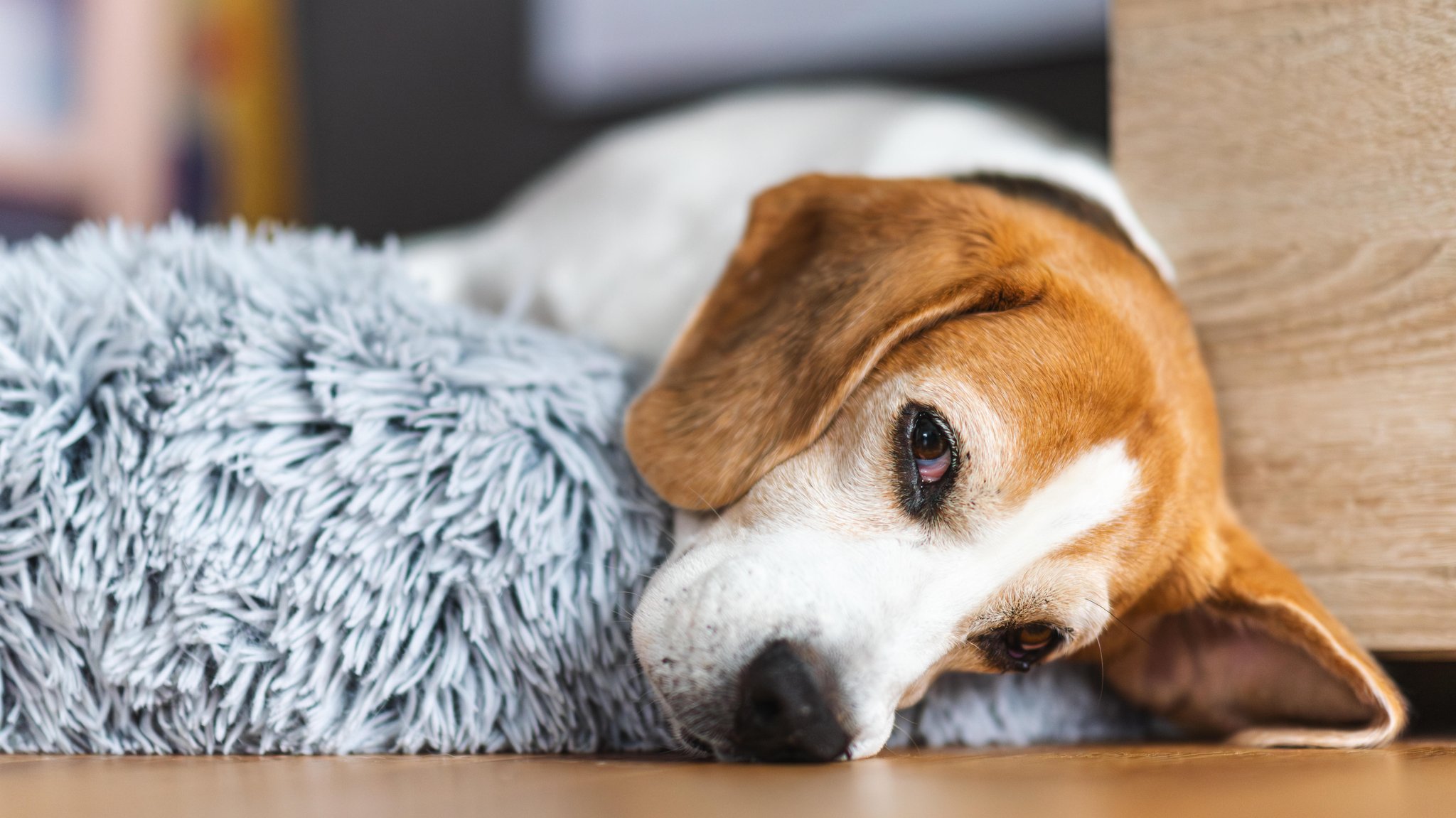 Hund liegt in seinem Körbchen