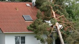 Ein Baum ist auf ein Dach gefallen | Bild:picture alliance / dpa | Hendrik Schmidt