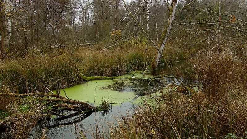Ein Moor-Entwässerungsgraben, der durch den Biber aufgestaut wurde. | Bild: BR Ein Moor-Entwässerungsgraben, der durch den Biber aufgestaut wurde.