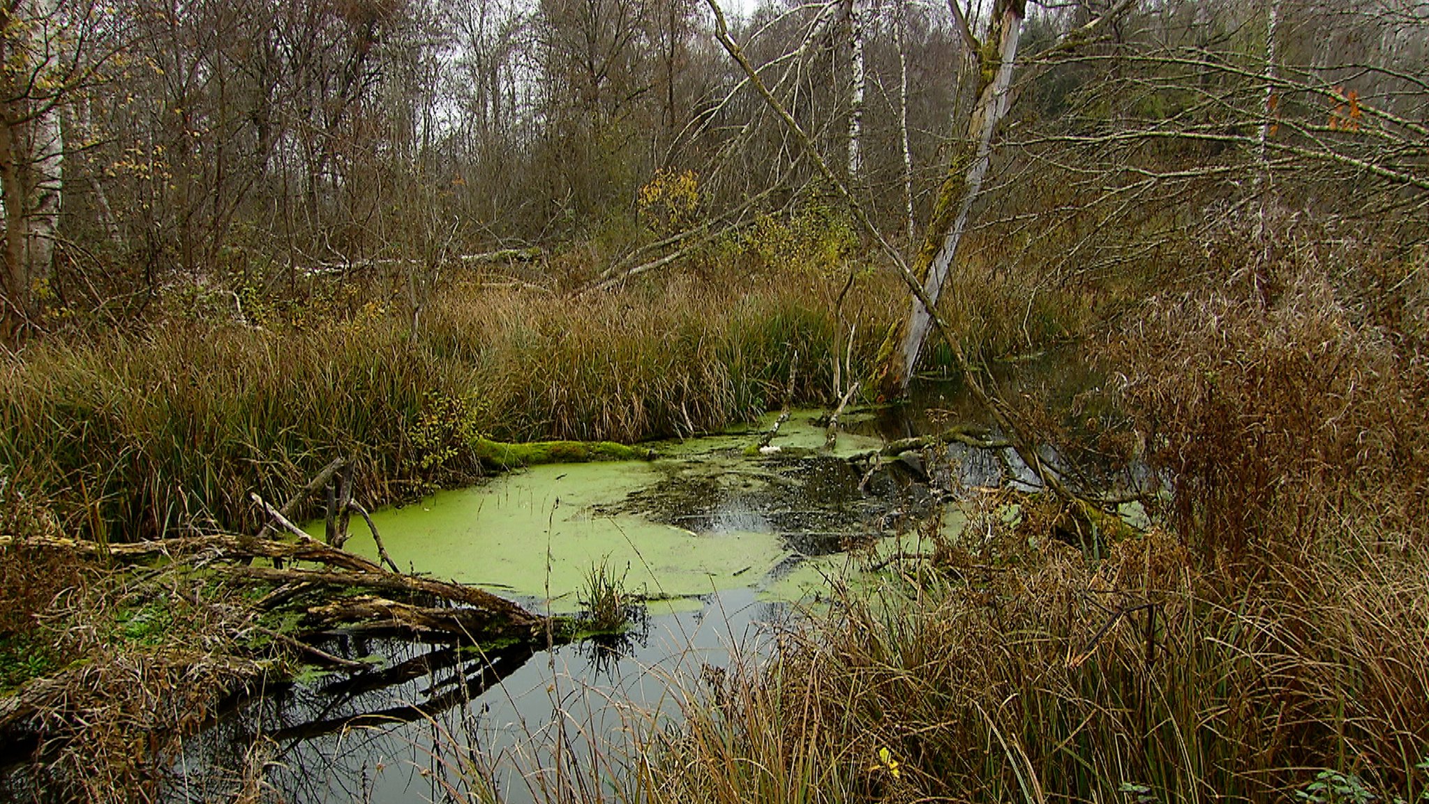 Streit um hohes Grundwasser im Maisacher Moos