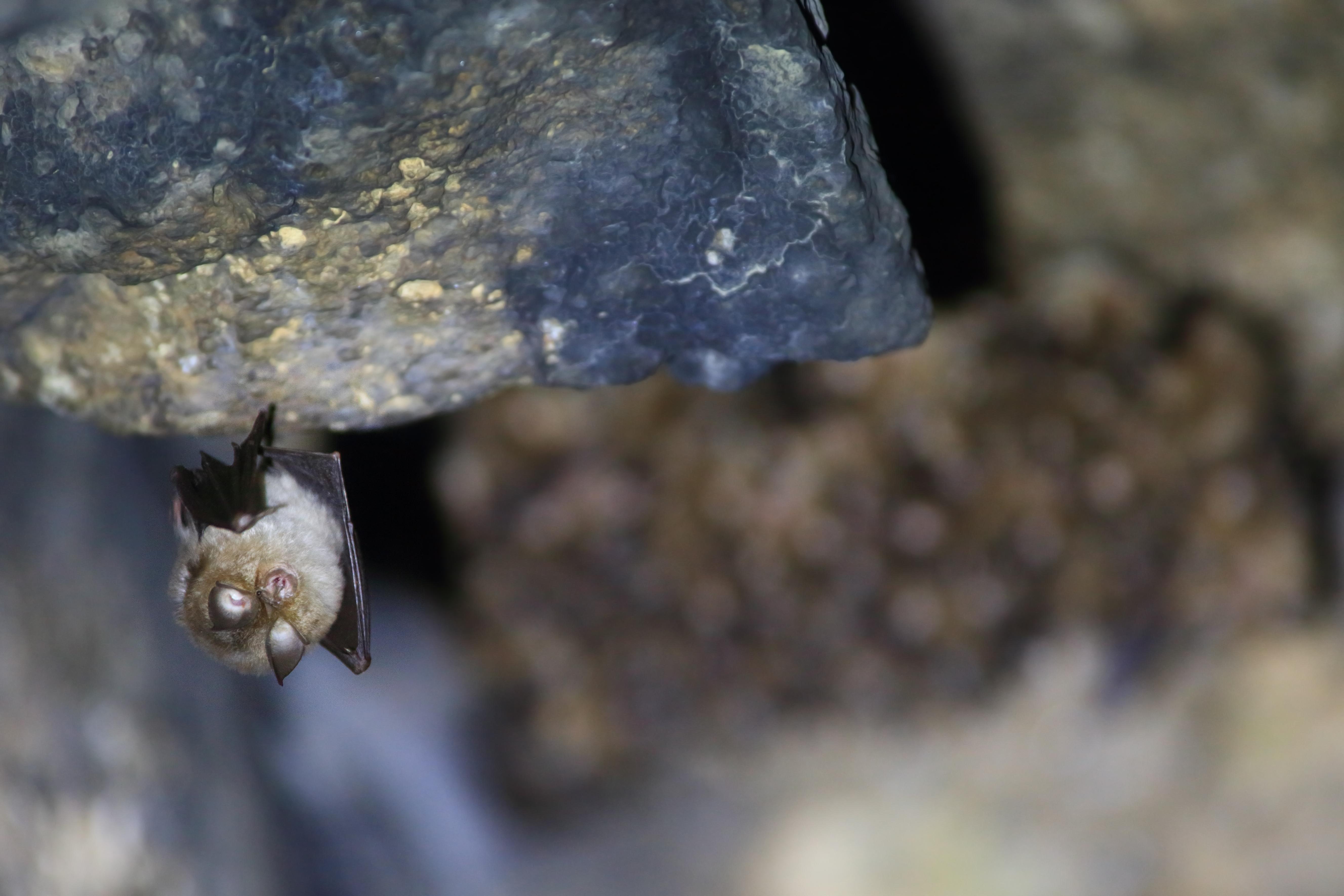 Eine kleine Fledermaus hängt kopfüber an einem Felsen.