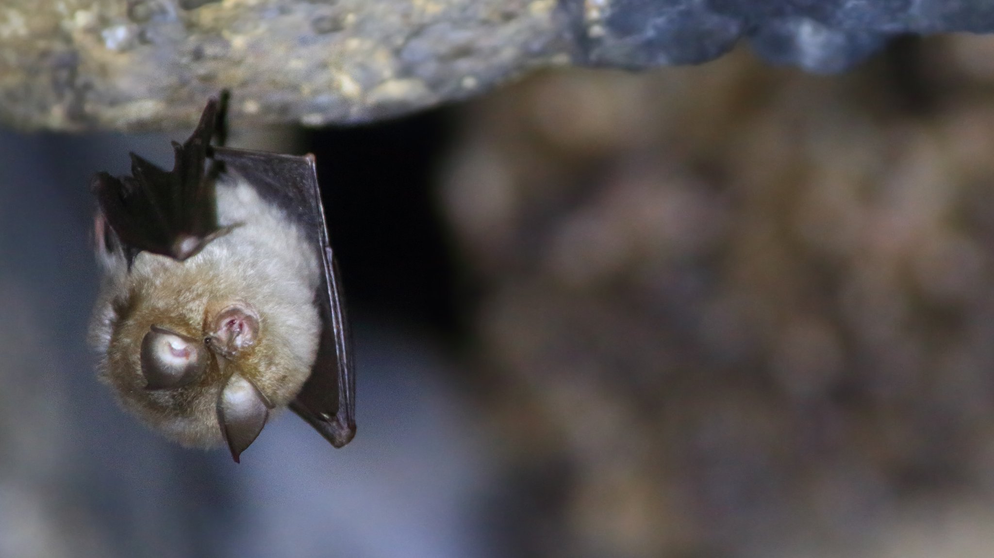 Eine kleine Fledermaus hängt kopfüber an einem Felsen.