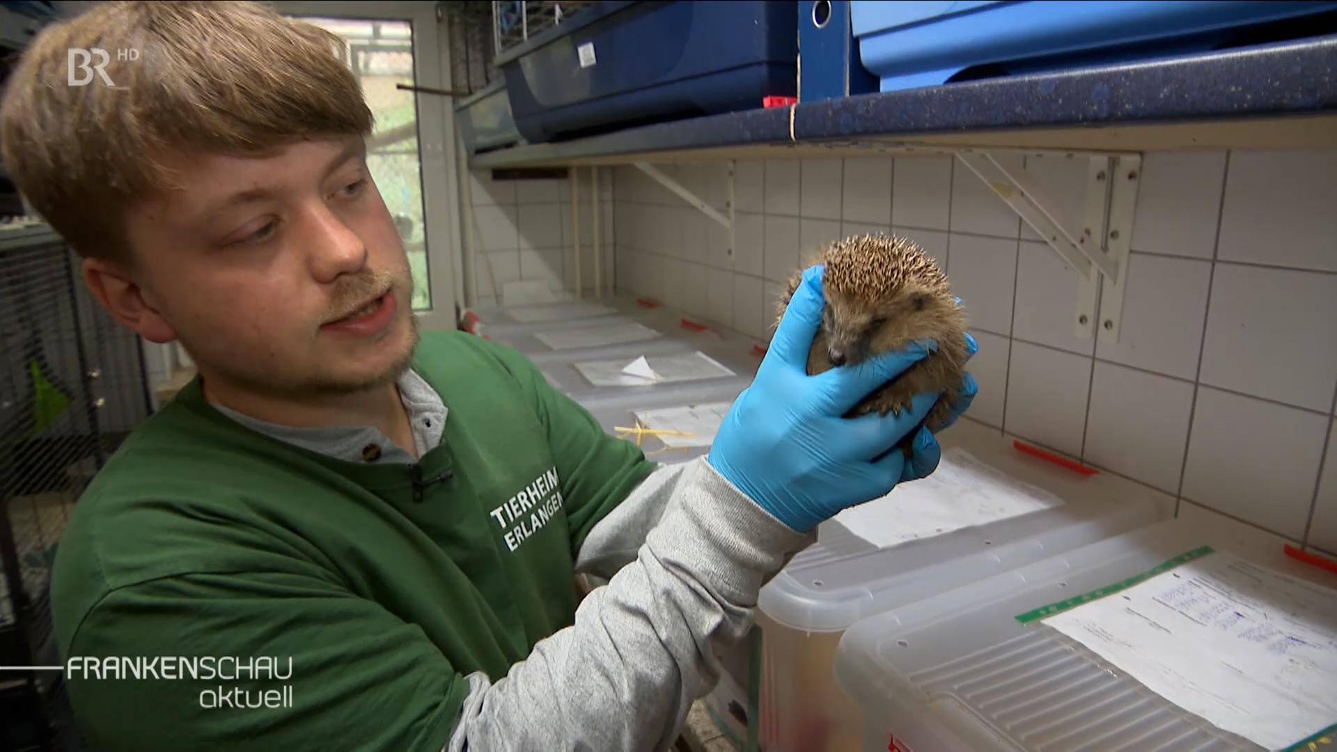 Mitarbeiter auf Igelstation hält Igel.