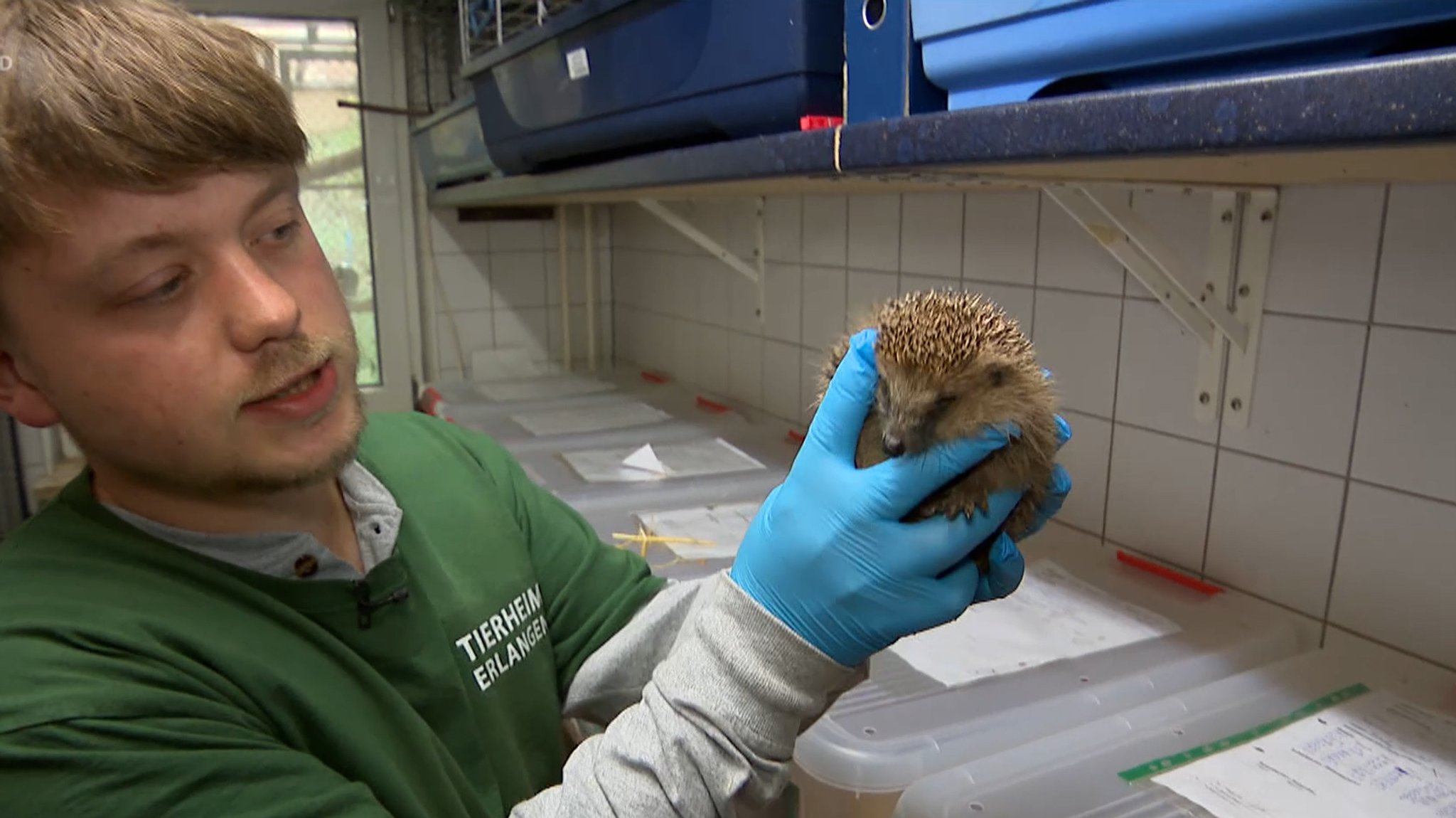 Mitarbeiter auf Igelstation hält Igel.