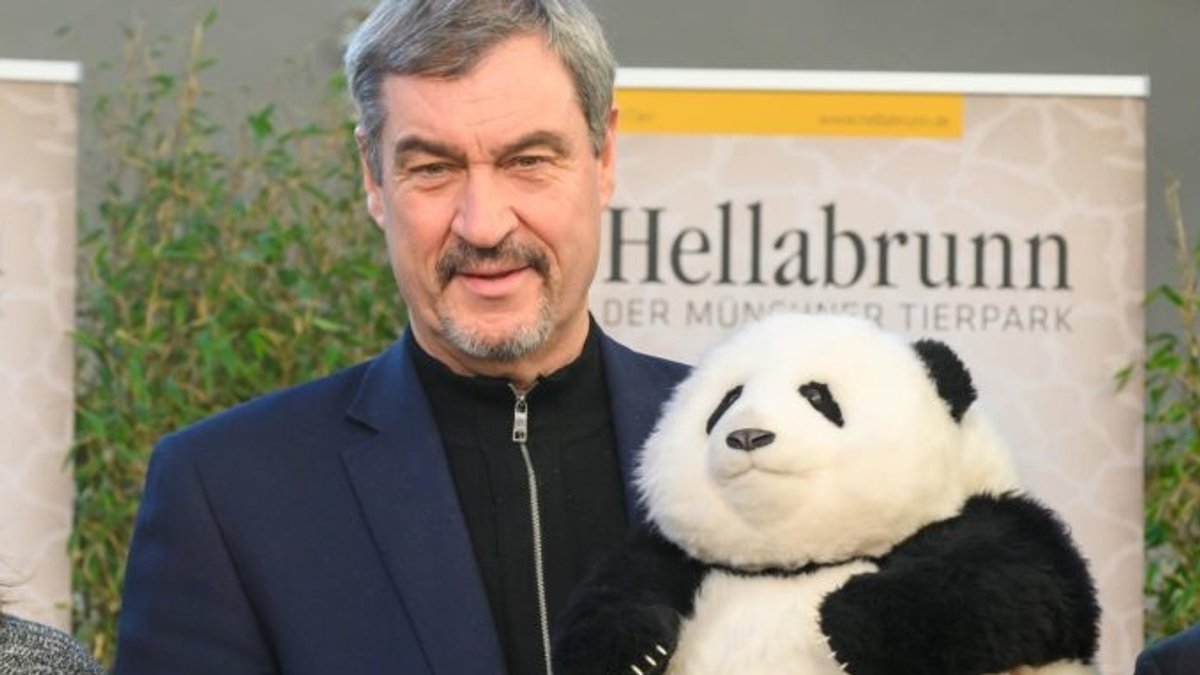 Landtag streitet über Millionen für Gehege: "Panda-Populismus?" 