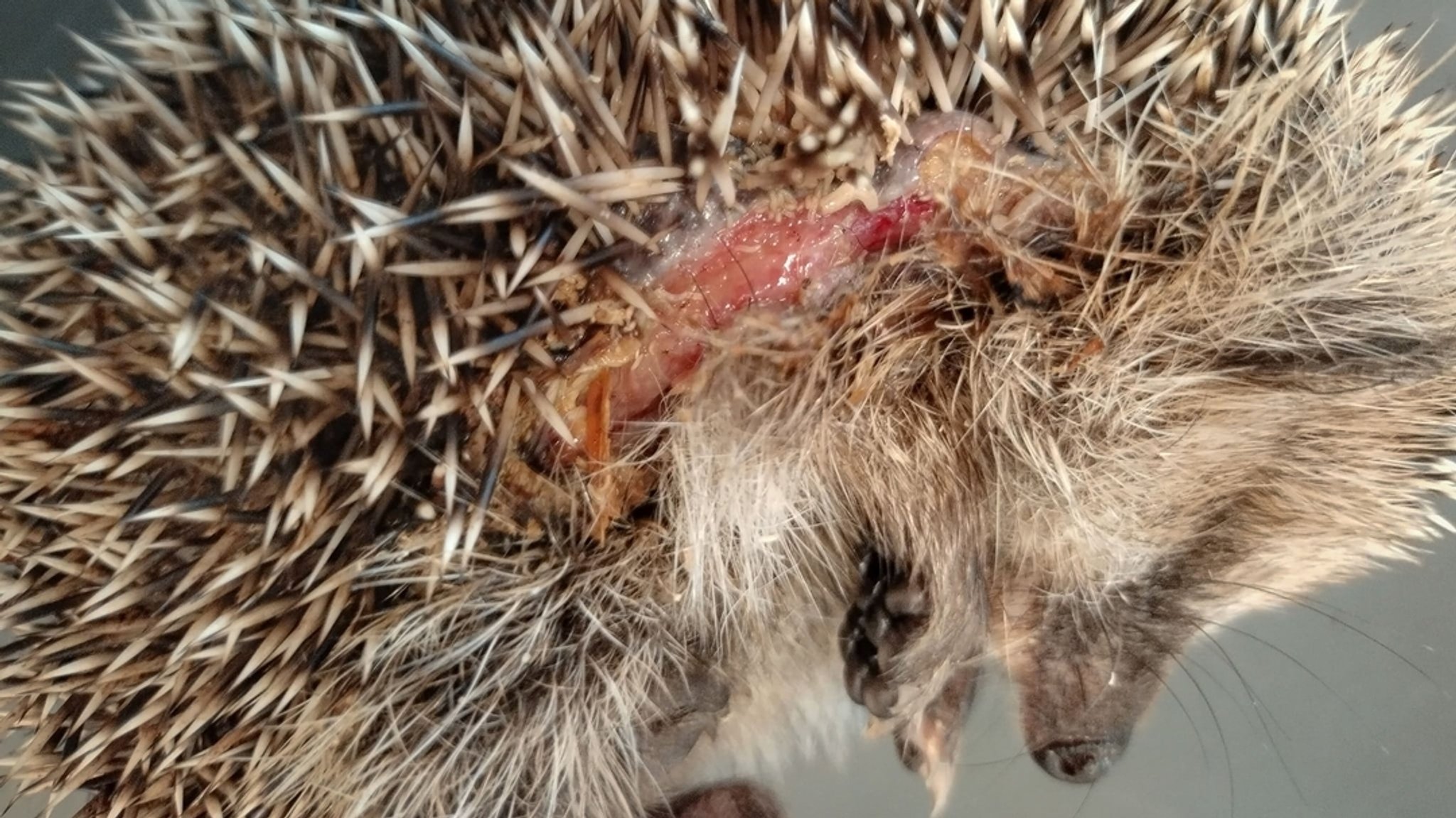 Igel mit Schnittverletzungen zwischen den Stacheln. | Bild: dpa-Bildfunk/Editha Schneider Igel mit Schnittverletzungen zwischen den Stacheln.