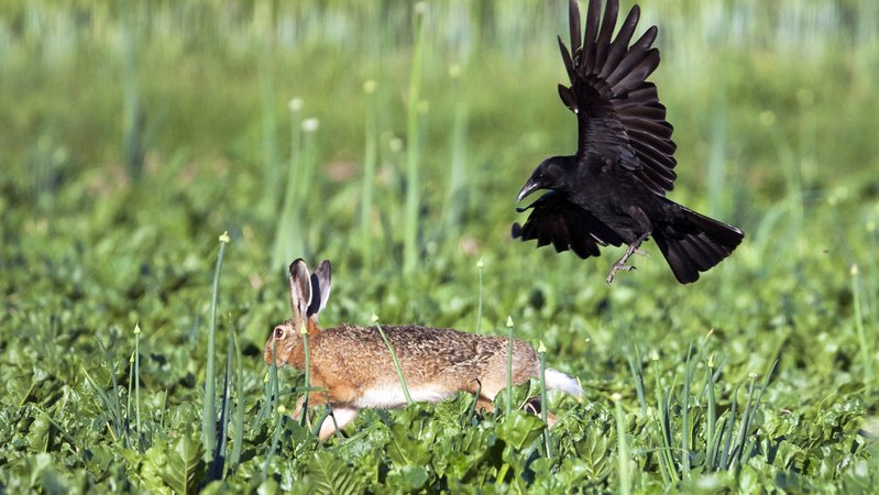 Aaskraehe, Aas-Kraehe, Rabenkraehe, Raben-Kraehe (Corvus corone, Corvus corone corone), attackiert einen Feldhasen | Bild: picture alliance / blickwinkel/AGAMI/R. Martin | AGAMI/R. Martin Aaskraehe, Aas-Kraehe, Rabenkraehe, Raben-Kraehe (Corvus corone, Corvus corone corone), attackiert einen Feldhasen