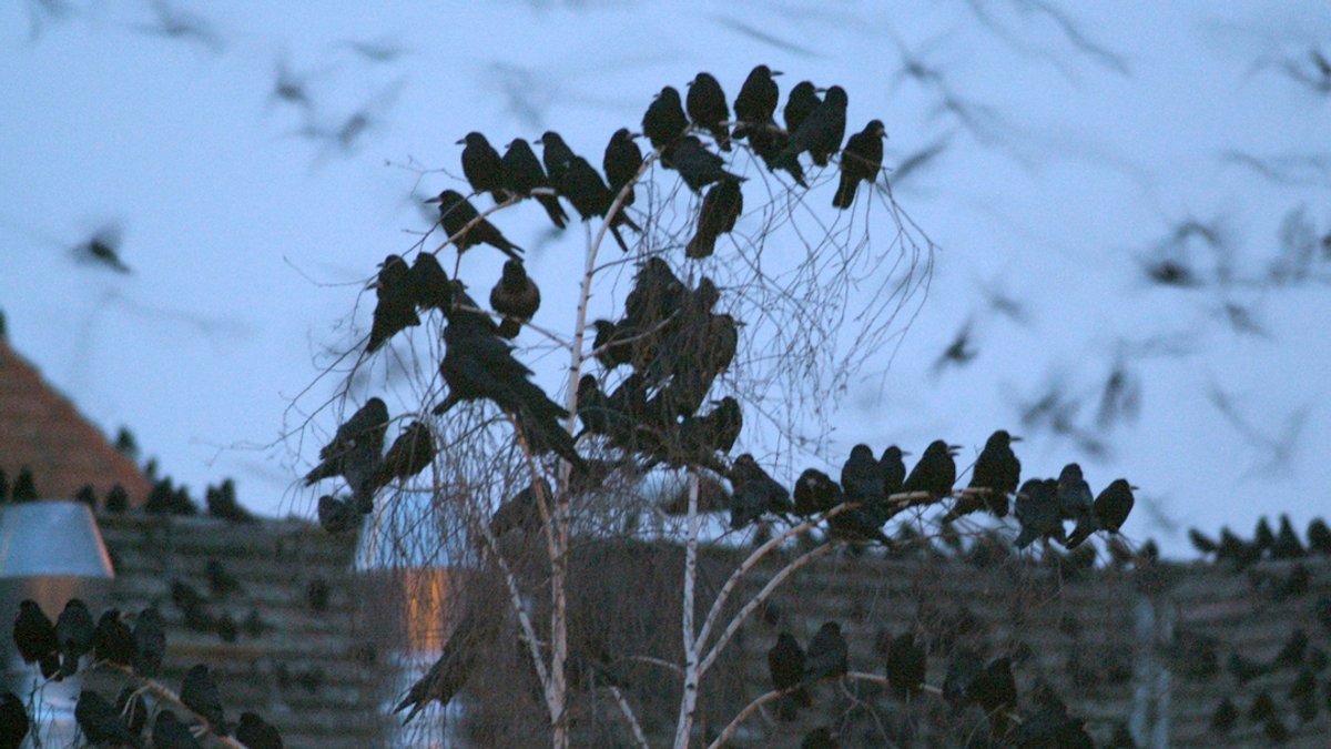 Eine Kolonie Saatkrähen in einem Baum (Symbolbild).
