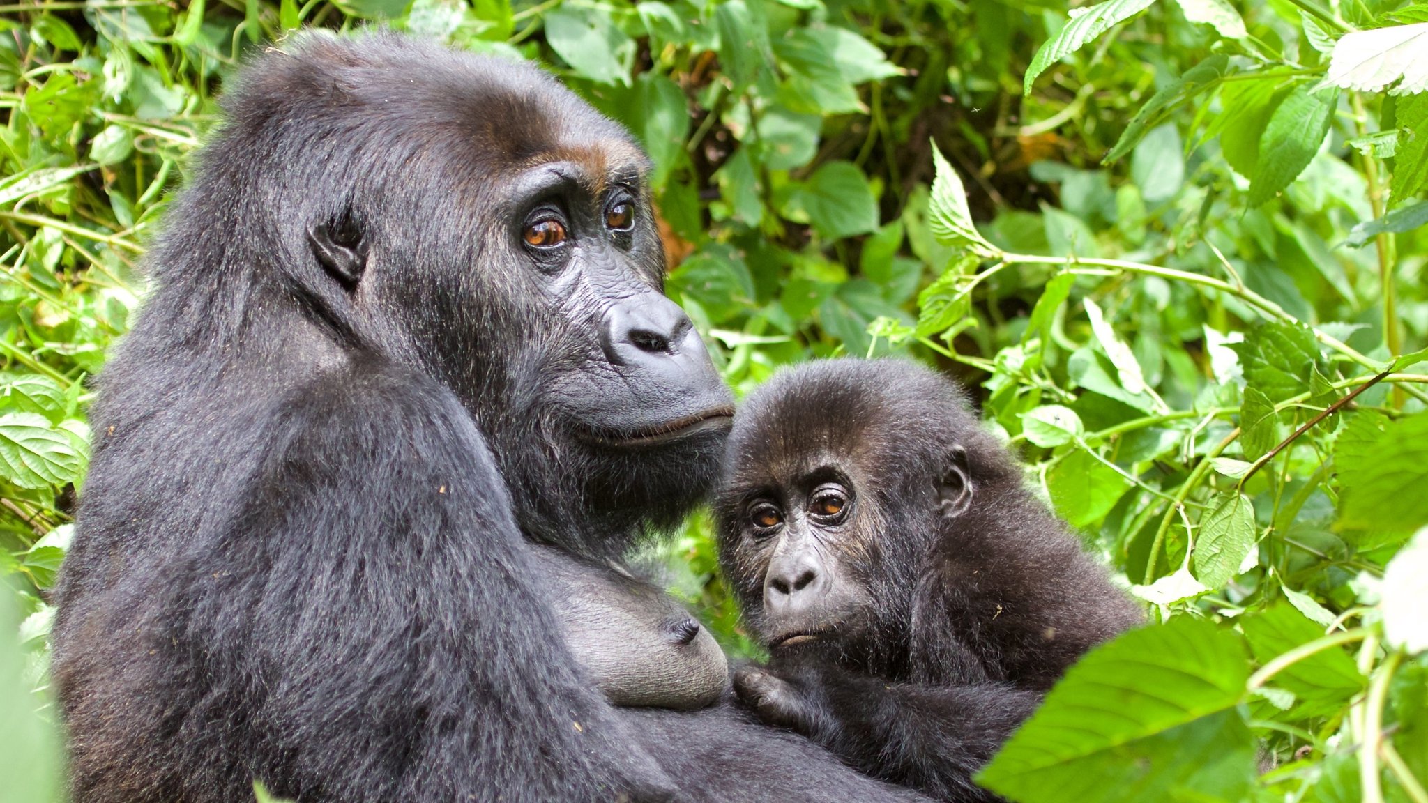 Östlicher Flachlandgorilla im Kongo