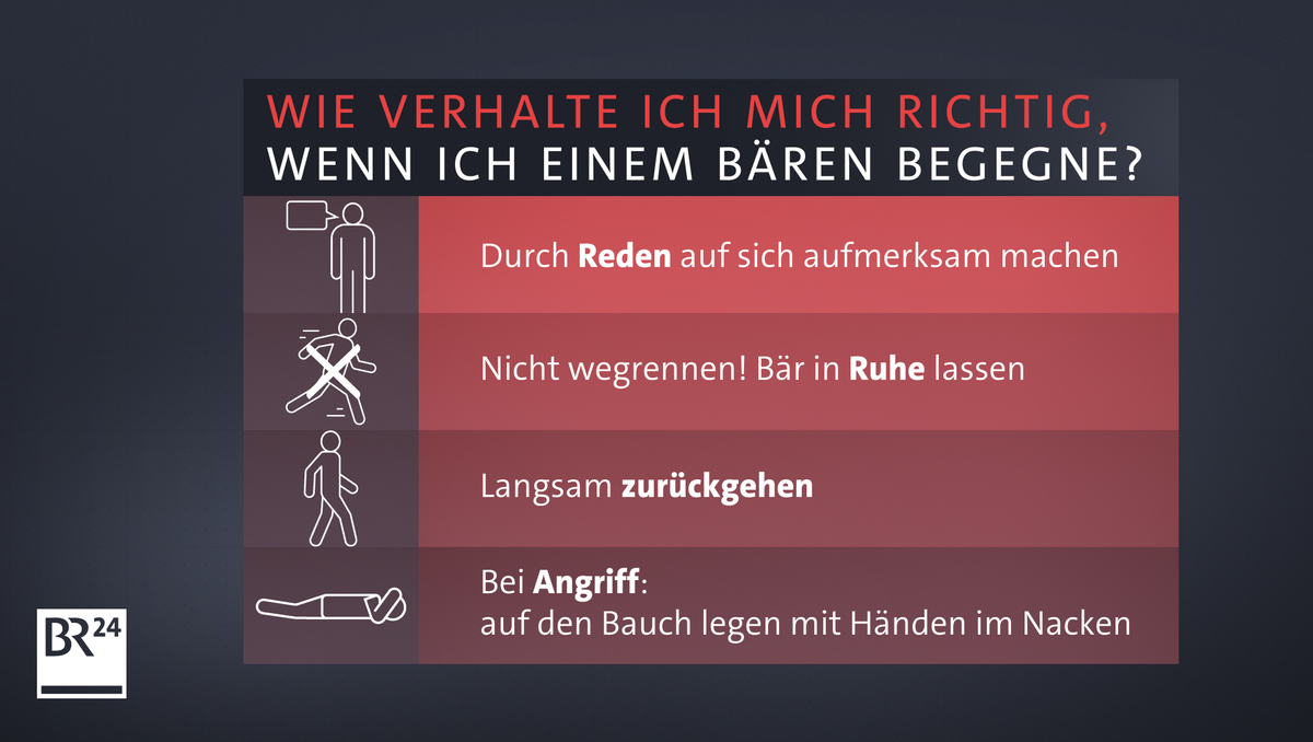 Was tun bei einer Bären-Begegnung