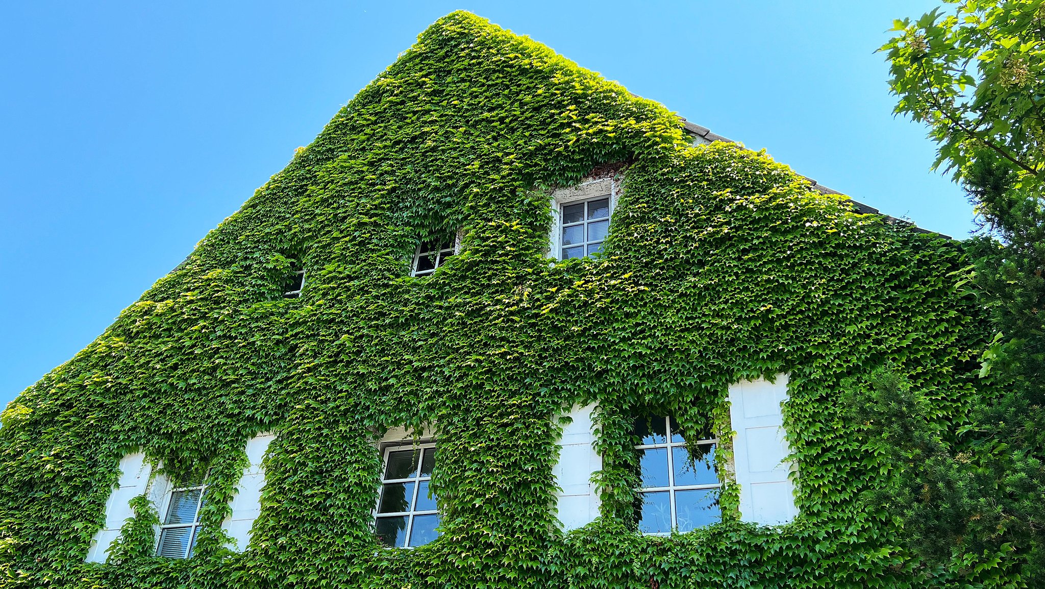 Wilder Wein bedeckt eine Hauswand, Fenster, Hausfassade