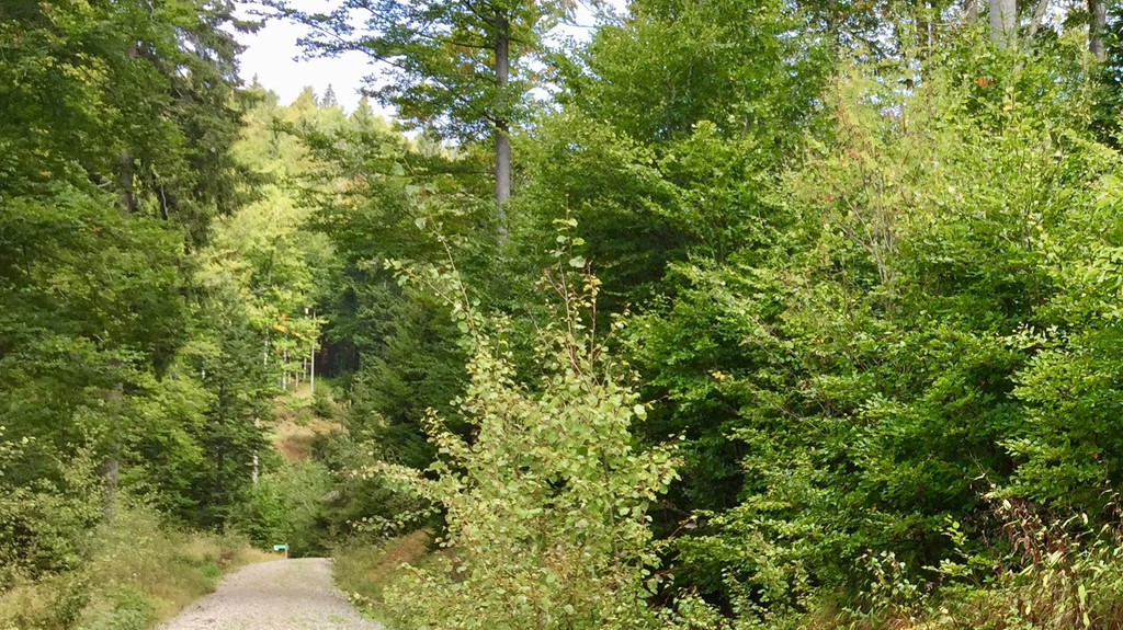Saftiges Grün im Bayerischen Wald