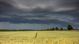 Symbolbild: Weizenfeld unter dunklem Himmel mit großen Regenwolken. | Bild:dpa-Bildfunk/Bernd März