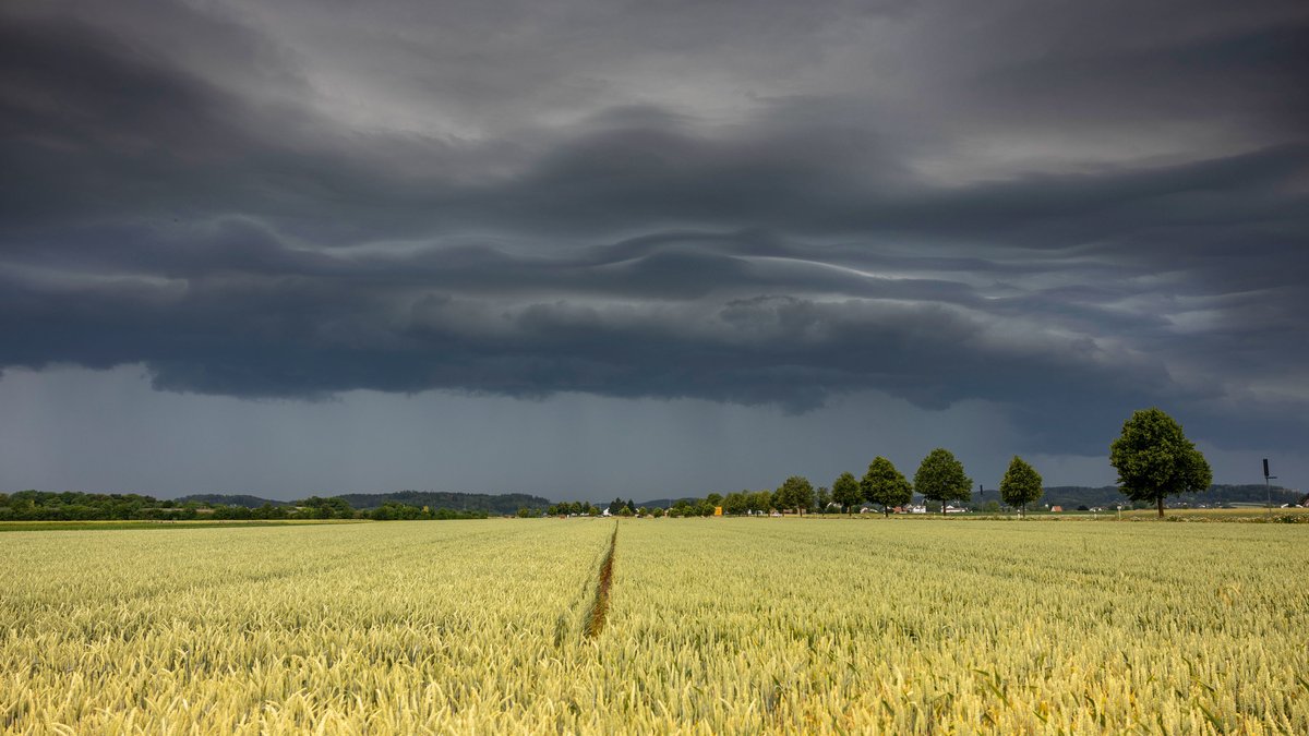 Symbolbild: Weizenfeld unter dunklem Himmel mit großen Regenwolken.