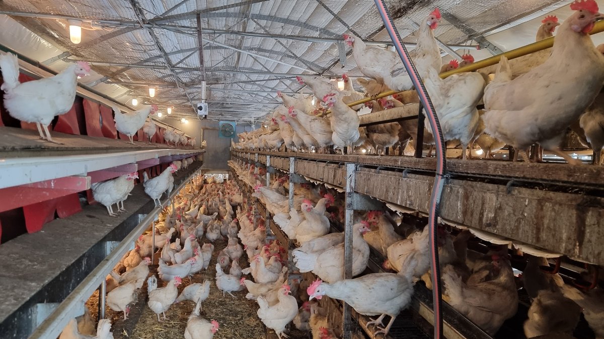 Hennen im Stall auf dem Bio-Hof Klauser in Tacherting: Weniger Platz, dafür mehr Sicherheit für die Tiere