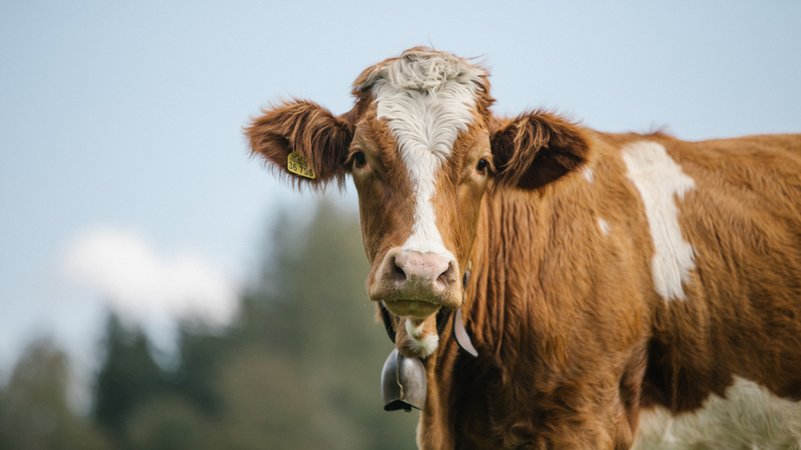 Kuh auf der Weide | Bild: BR / Johanna Schlüter 2021 Kuh auf der Weide