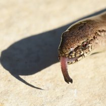 Die Zunge - Ein Meisterwerk der Evolution | Bild: picture alliance / Zoonar | Manfred Ruckszio