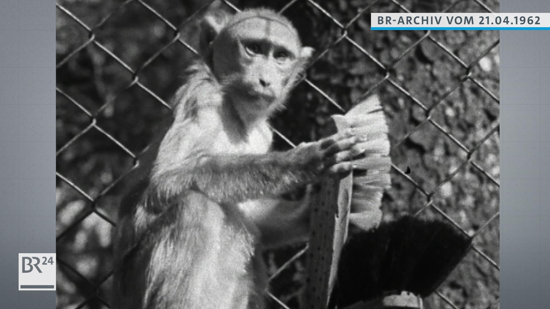 Affe mit Bürste in den Händen.