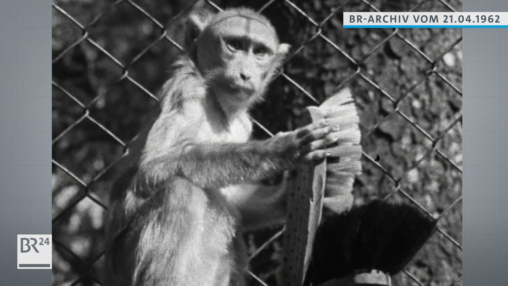 #BR24Zeitreise: Frühling im Tierpark Hellabrunn 1962