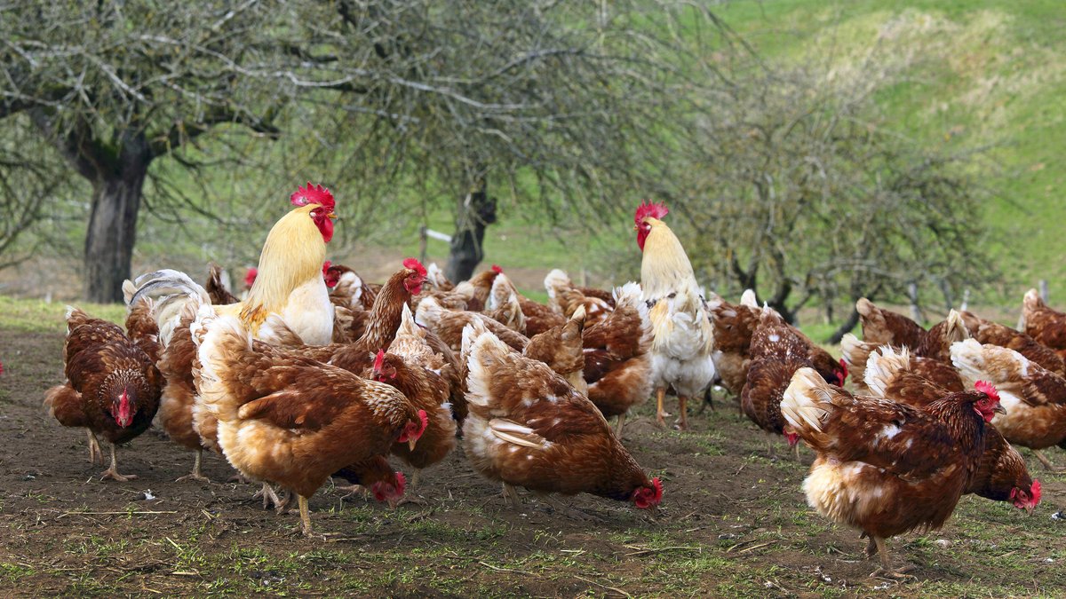 Hühner in Freilandhaltung auf einer Wiese