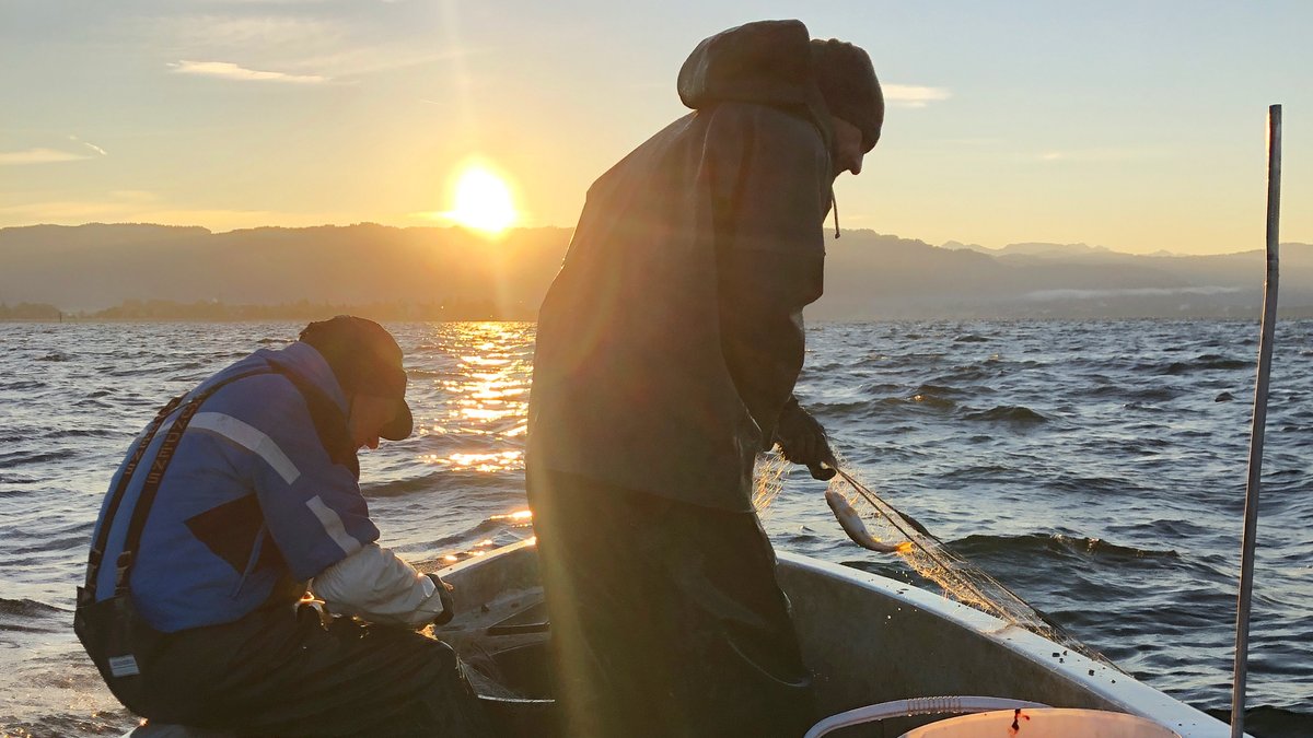 Bodenseefischer Roland Stohr zieht ein Netz aus dem Wasser. Neben ihm im Boot sitzt sein 82-jähriger Vater.