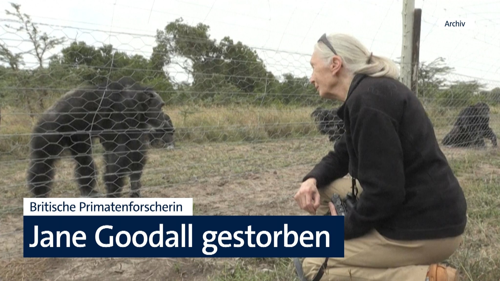 Verhaltensforscherin Jane Goodall 