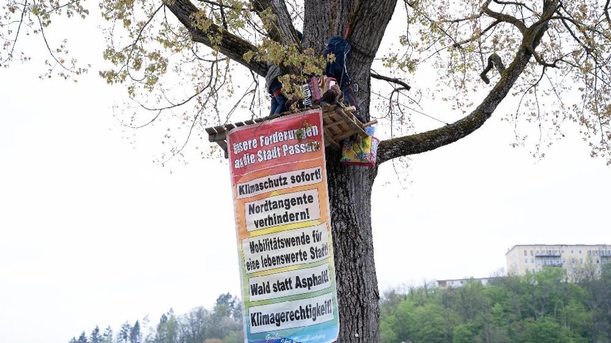 Klimaschützer in Passau besetzen einen Baum, um auf ihre Forderungen aufmerksam zu machen
