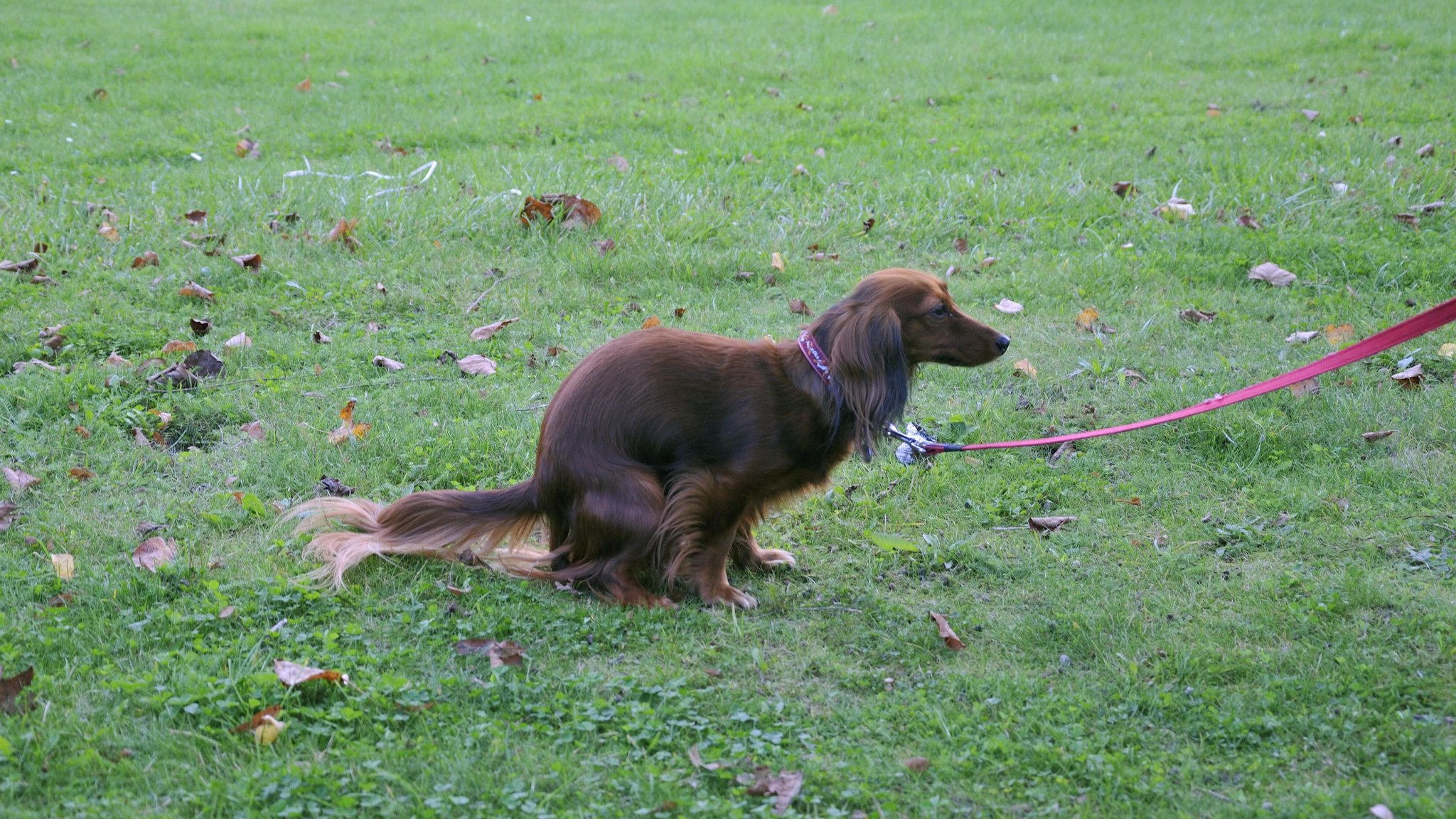 Langhaardackel verrichtet seine Notdurft. | Bild: picture alliance / blickwinkel/D. Maehrmann | D. Maehrmann Langhaardackel verrichtet seine Notdurft.