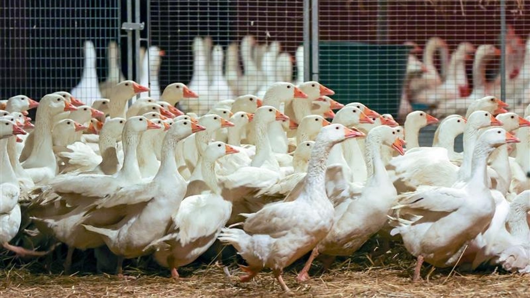 Vogelgrippe in Simbach – Behörden richten Kontrollzone ein
