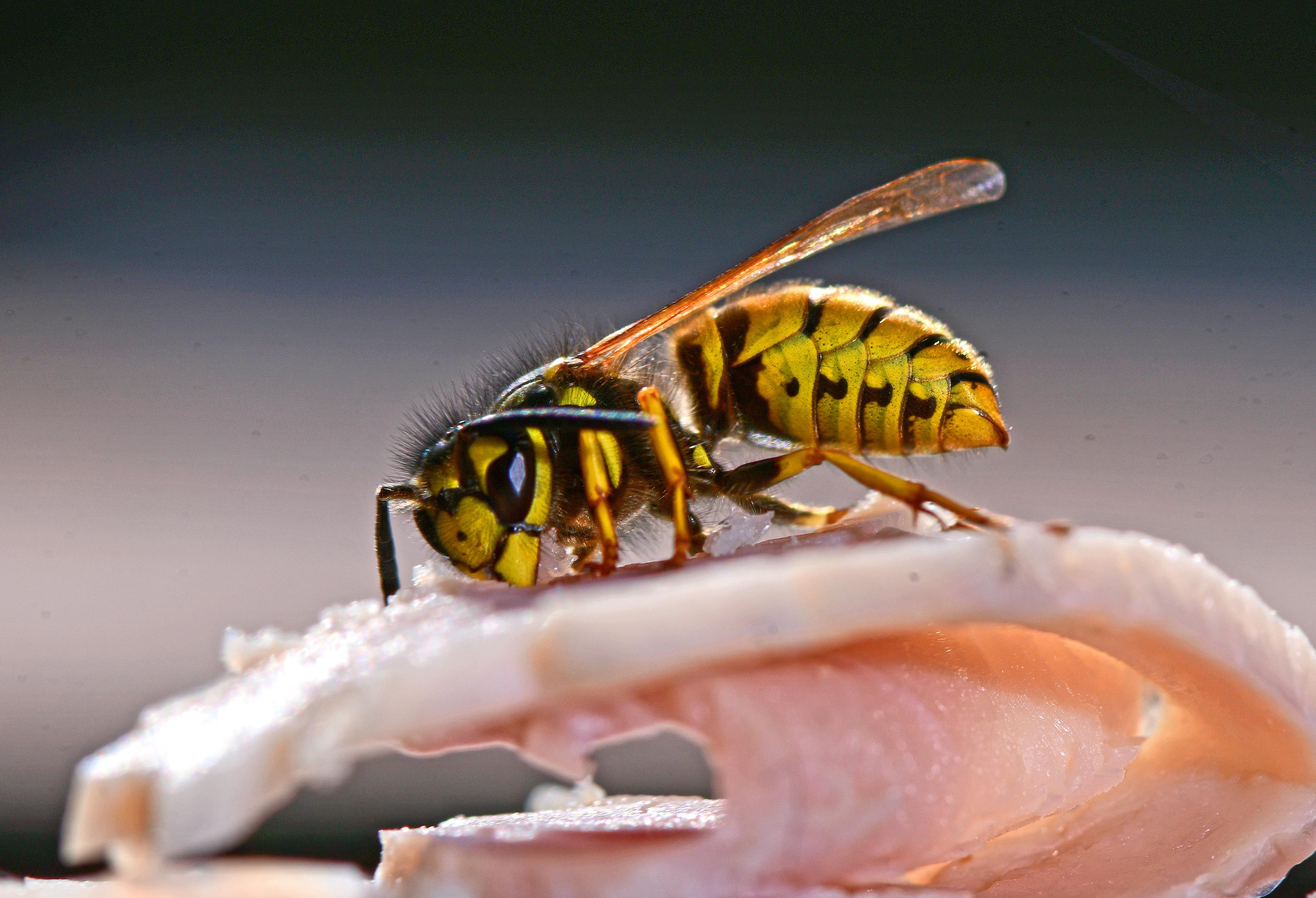 Wespe auf einer Scheibe Schinken