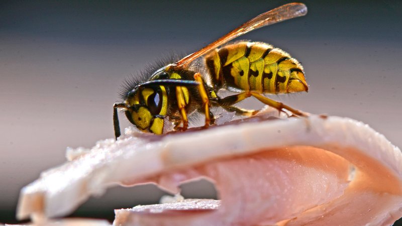 Wespe auf einer Scheibe Schinken | Bild: picture alliance / M.i.S.-Sportpressefoto | MiS Wespe auf einer Scheibe Schinken
