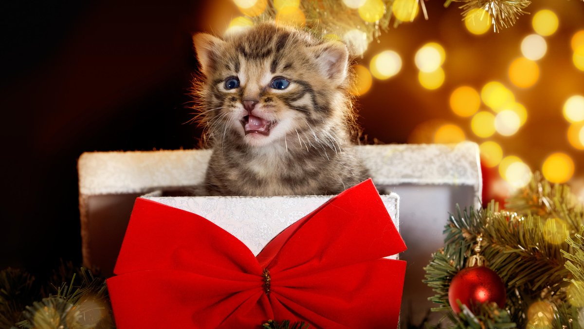 Junge Katze guckt aus einem Karton mit Schleife. Im Hintergrund Weihnachtsbeleuchtung.