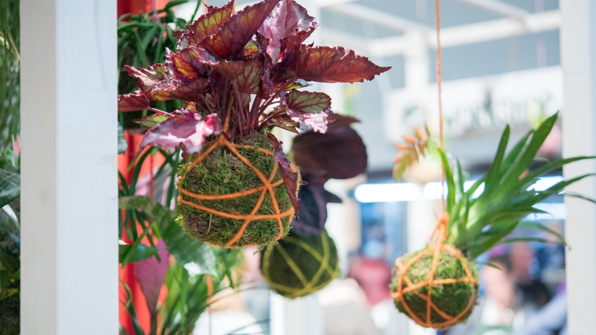 Hängende Kokadamas am Fenster