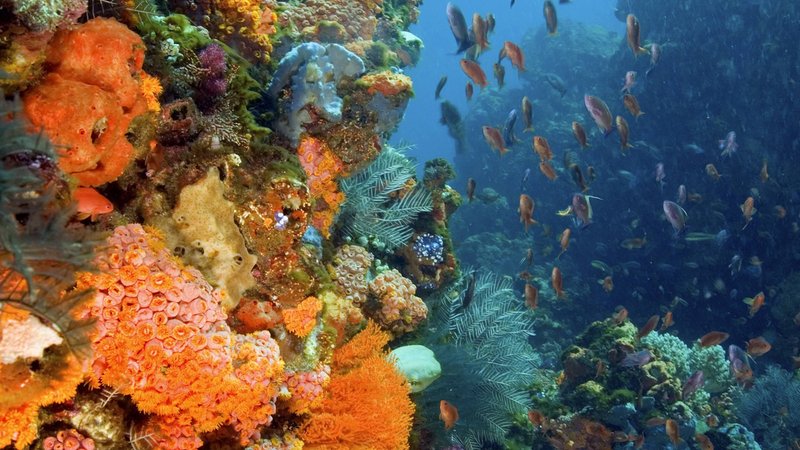 Korallenriff in Indonesien mit bunter Artenvielfalt.