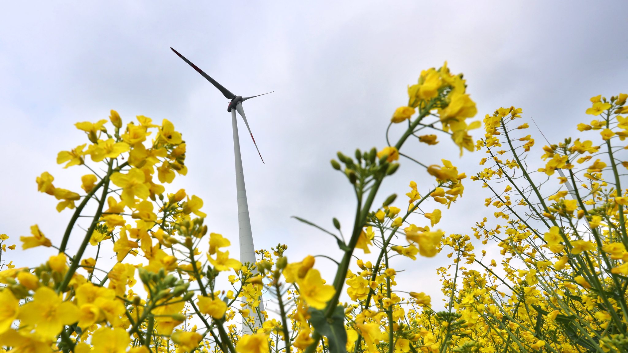 Am liebsten erneuerbar: Energie-Fragen stehen immer mehr im Fokus der Unternehmen. Ein Riesenrad steht hinter einem Rapsfeld.