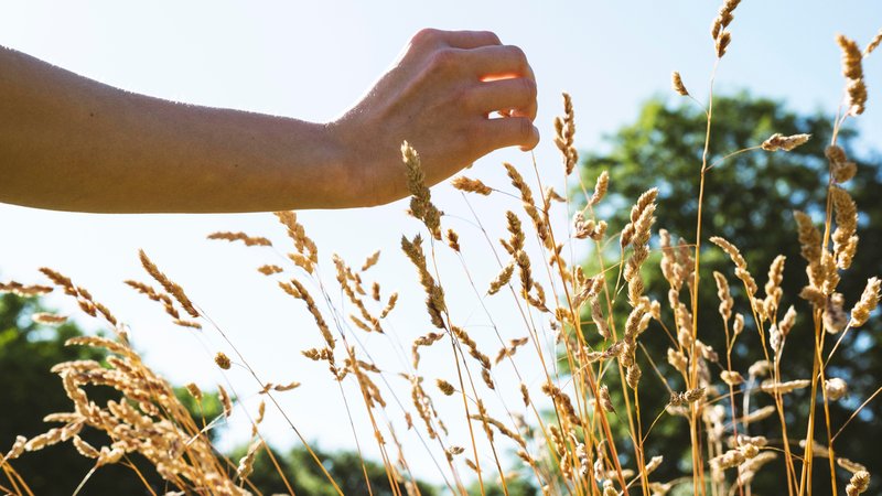 Symbolbild: Hand berührt Pflanzen in einem Feld