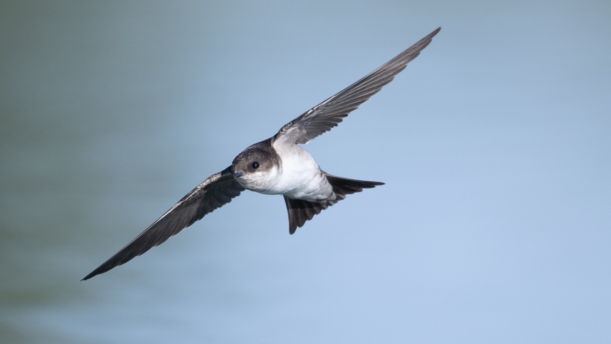 Eine Mehlschwalbe im Flug
