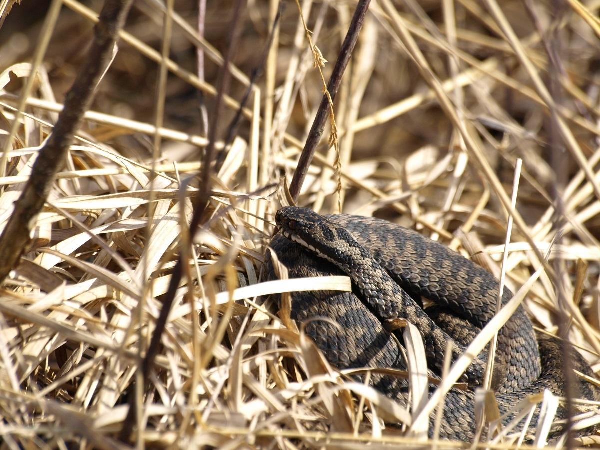 Kreuzotter mit beige-braunem Zackenmuster