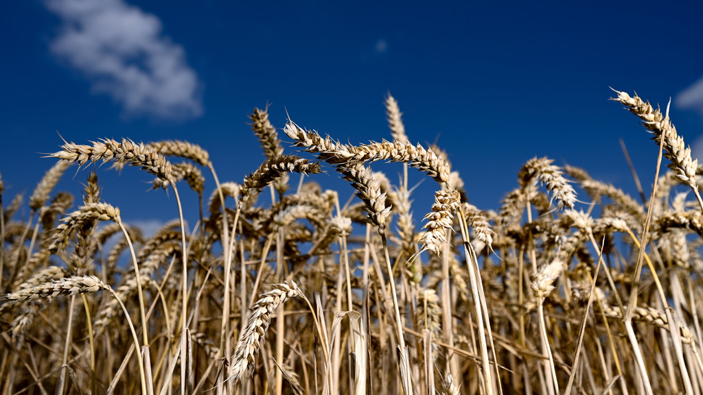 Erntereifer Weizen leuchtet auf einem Getreidefeld vor blauem Himmel. 
