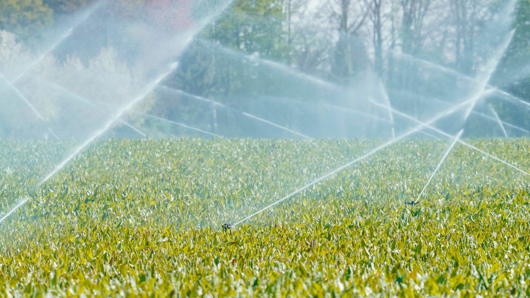 Eine Bewässerungsanlage versprüht Wasser auf einem Feld. Die Wasserversorgung für die Landwirtschaft wie für Industrie und private Haushalte ist von ausreichend großen Grundwasserbeständen abhängig