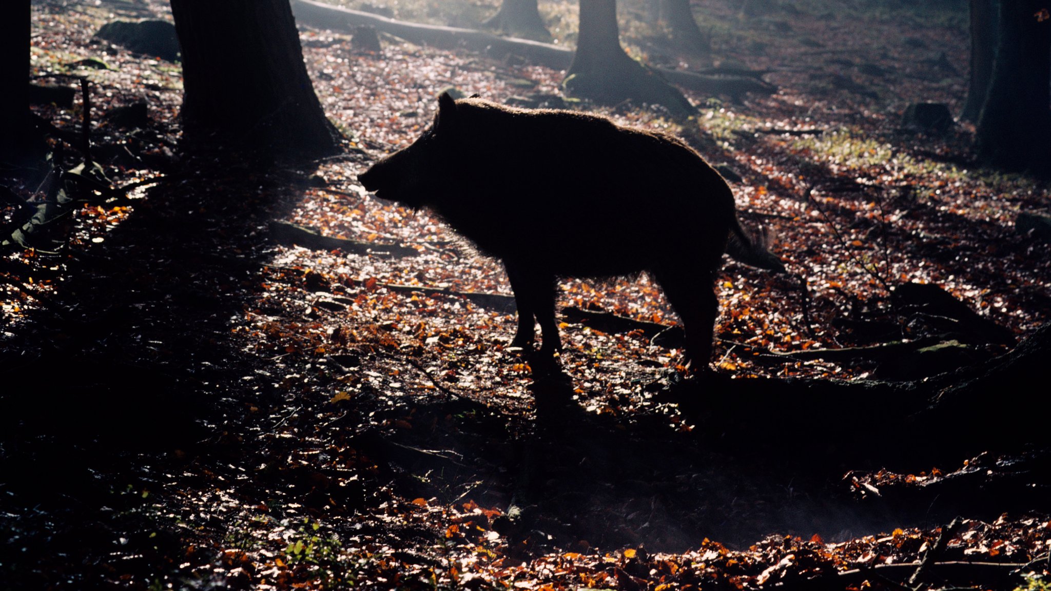 Wildschwein