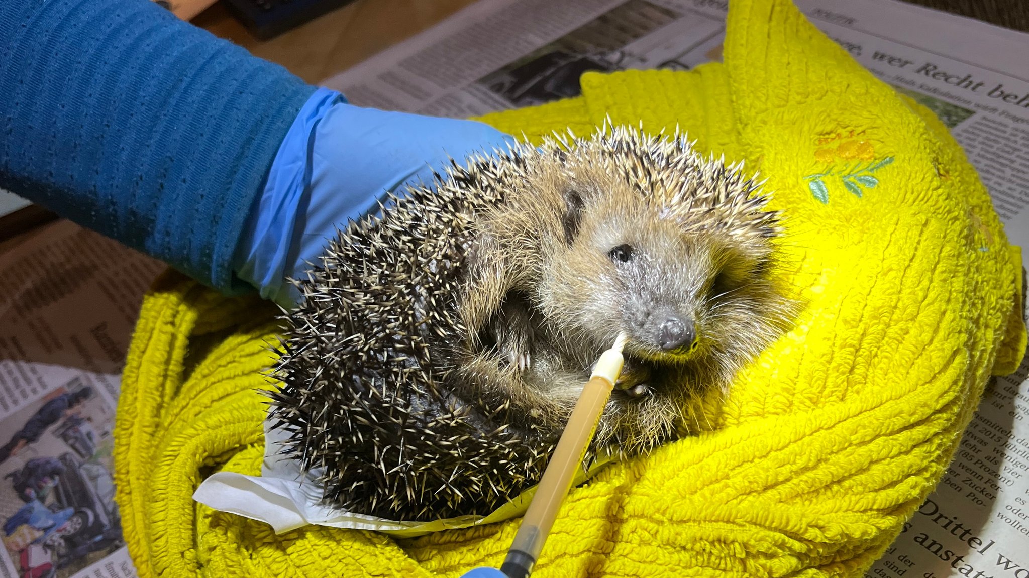 Ein Igel in der Igelstation von Eggenfelden 