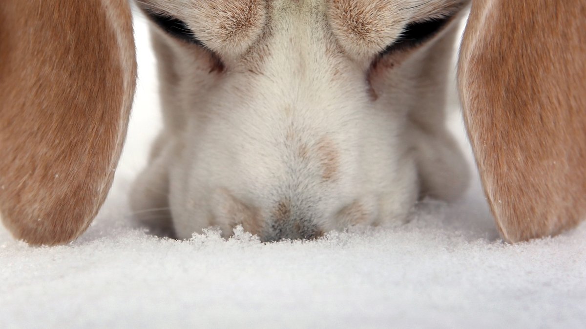 Hundeschnauze im Schnee