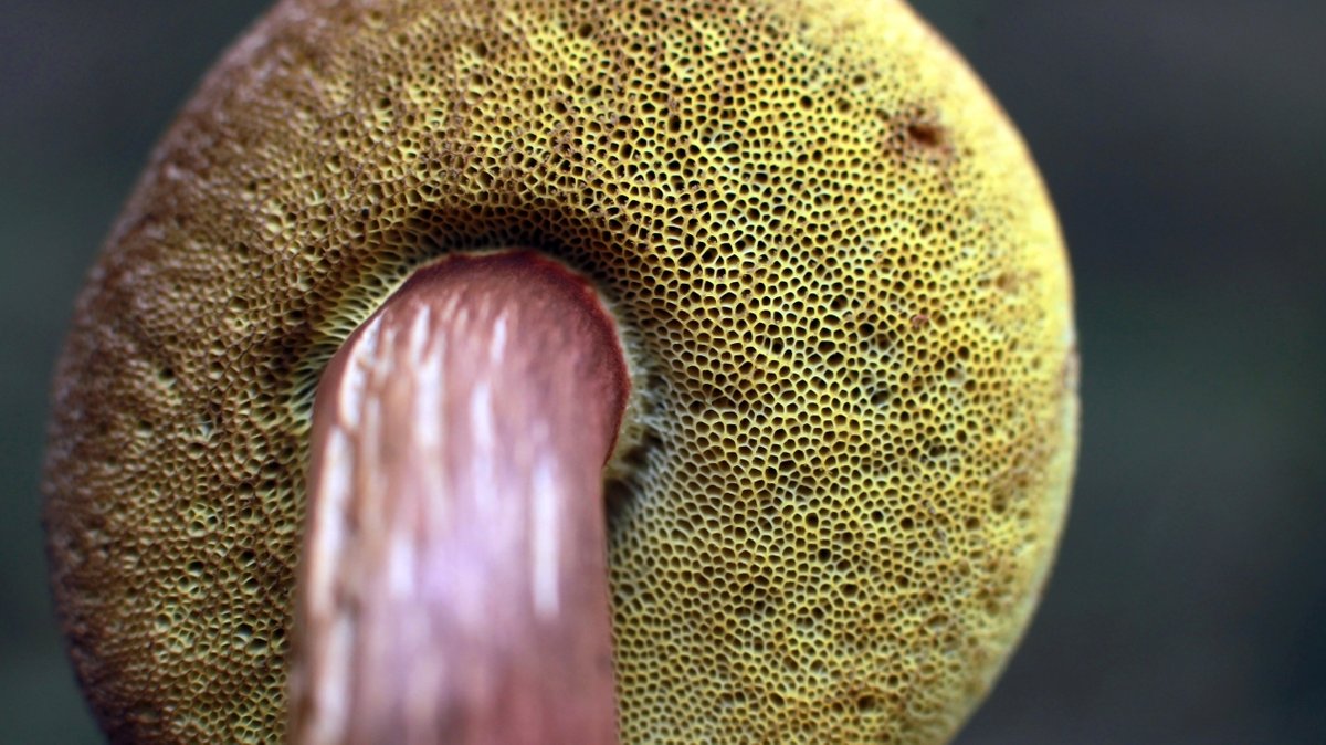 Röhren des Maronenröhrlings | Bild: picture-alliance/dpa Röhren des Maronenröhrlings