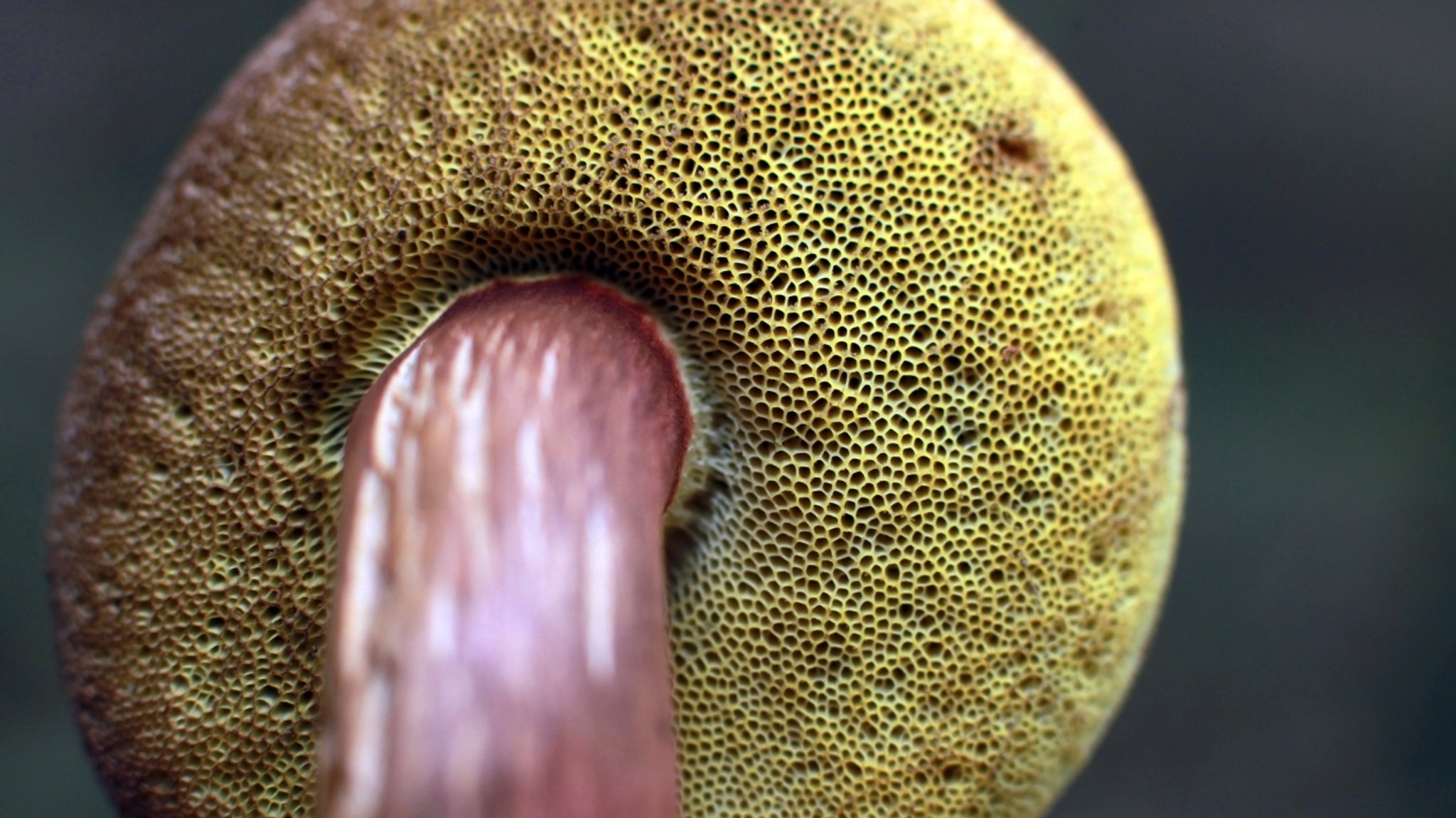 Röhren des Maronenröhrlings | Bild: picture-alliance/dpa Röhren des Maronenröhrlings