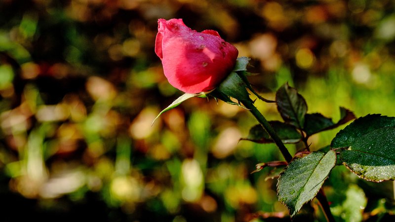 Eine Rose im Garten, aufgenommen am 30.10.22