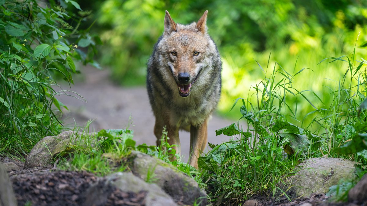 Wolfs-Abschuss: Gericht kippt bayerische Verordnung