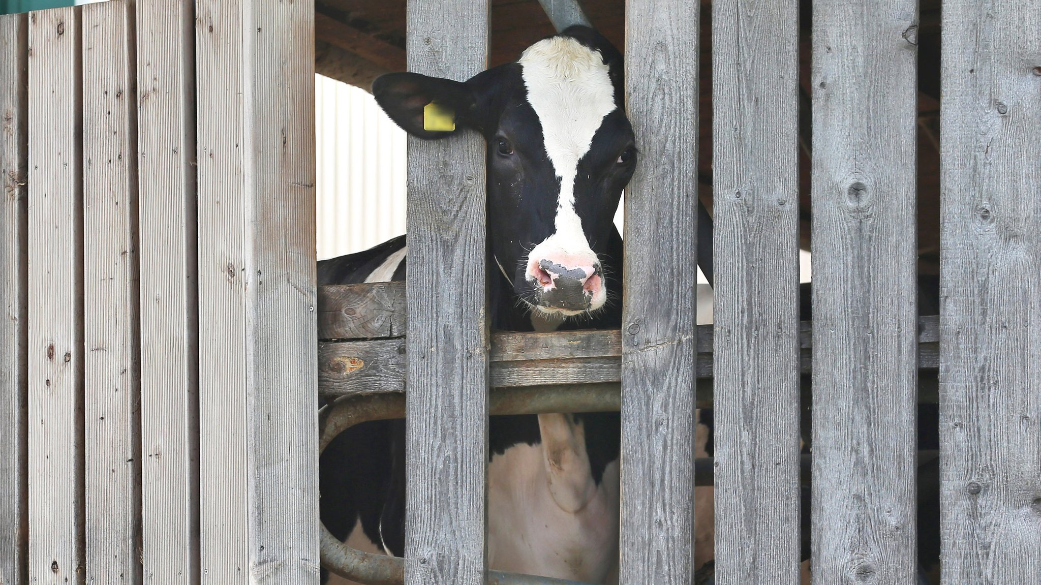 Neue Tierskandale verhindern: Wie Buchloer Kontrolleure arbeiten